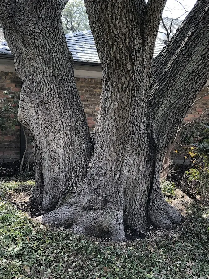 Mature heritage tree close to a Evansville property cared for by certified arborists